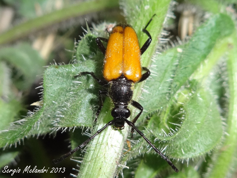 Parachorymbia fulva (Cerambycidae)